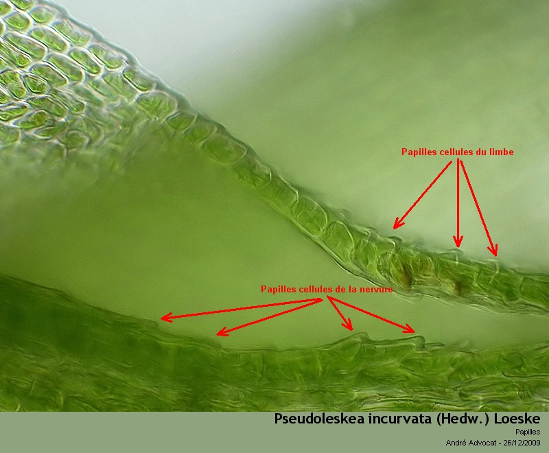Pseudoleskea incurvata (Hedw.) Loeske #13878