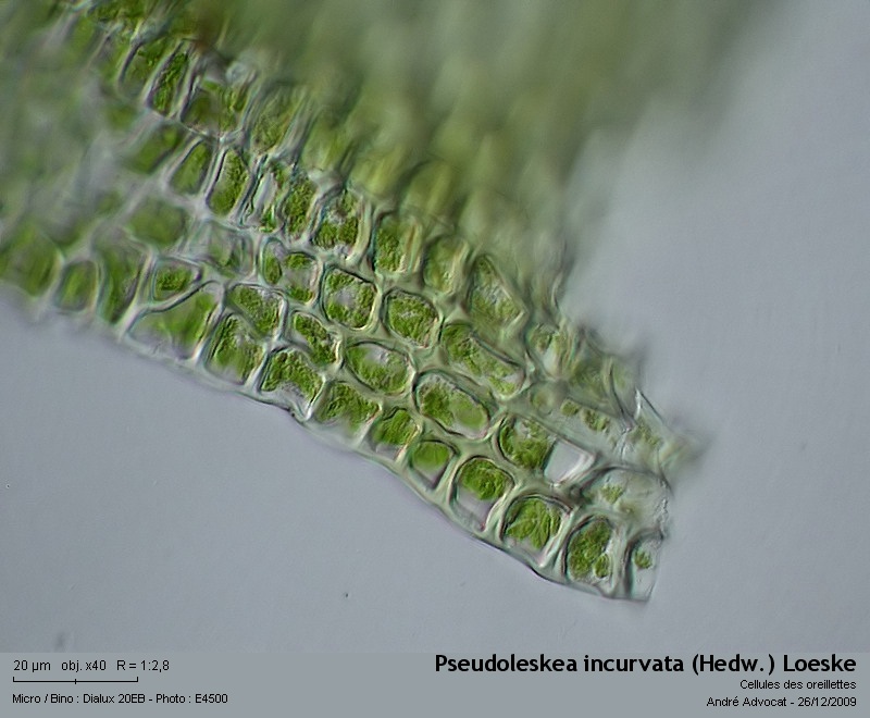 Pseudoleskea incurvata (Hedw.) Loeske #13875