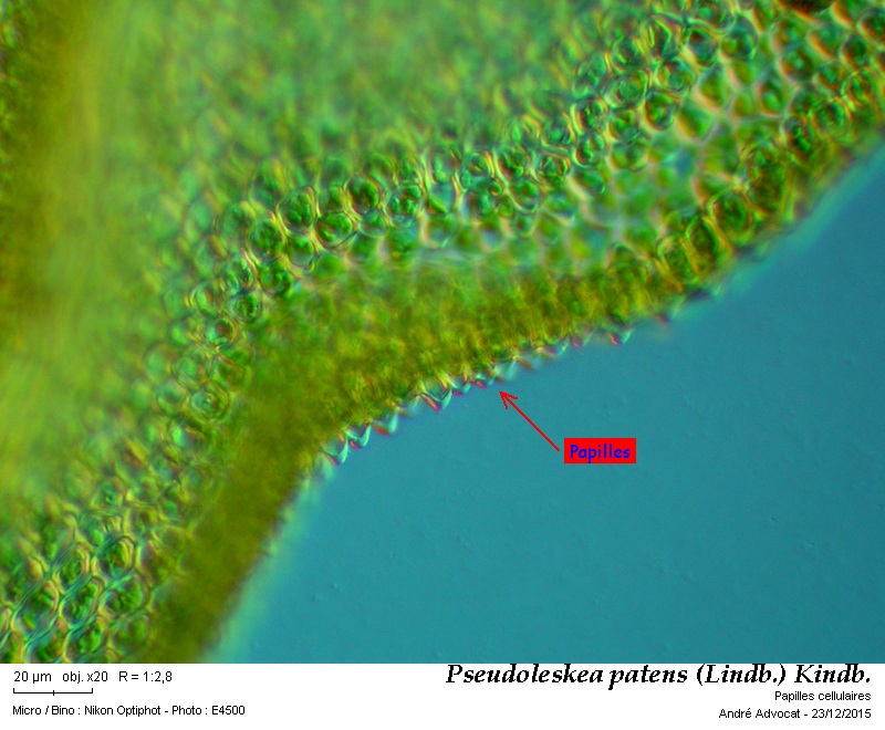 Pseudoleskea patens (Lindb.) Kindb. #42955