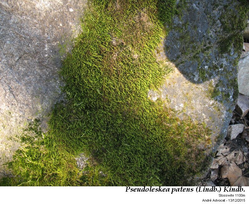 Pseudoleskea patens (Lindb.) Kindb. #42931