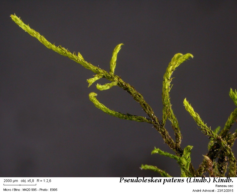 Pseudoleskea patens (Lindb.) Kindb. #42956