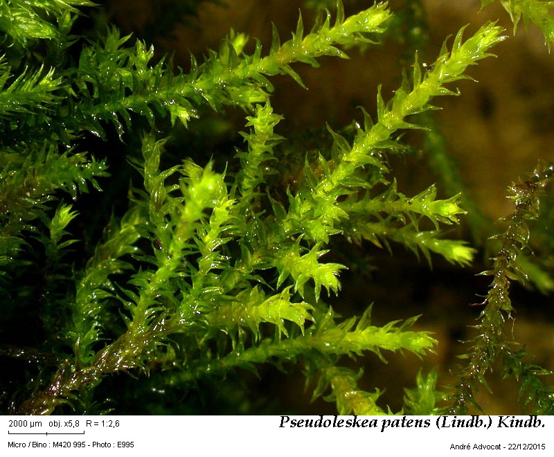 Pseudoleskea patens (Lindb.) Kindb. #42932