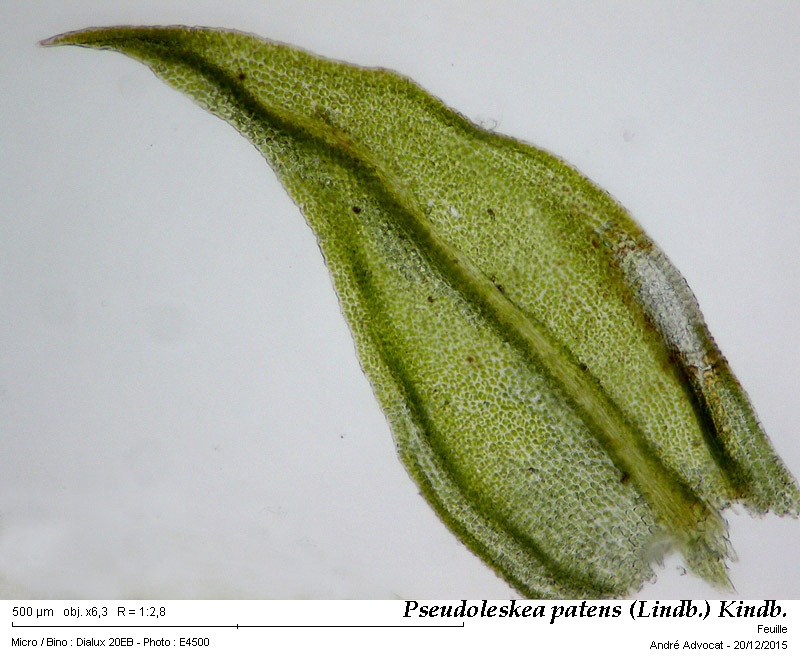 Pseudoleskea patens (Lindb.) Kindb. #42933