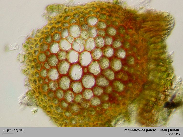 Pseudoleskea patens (Lindb.) Kindb. #43107