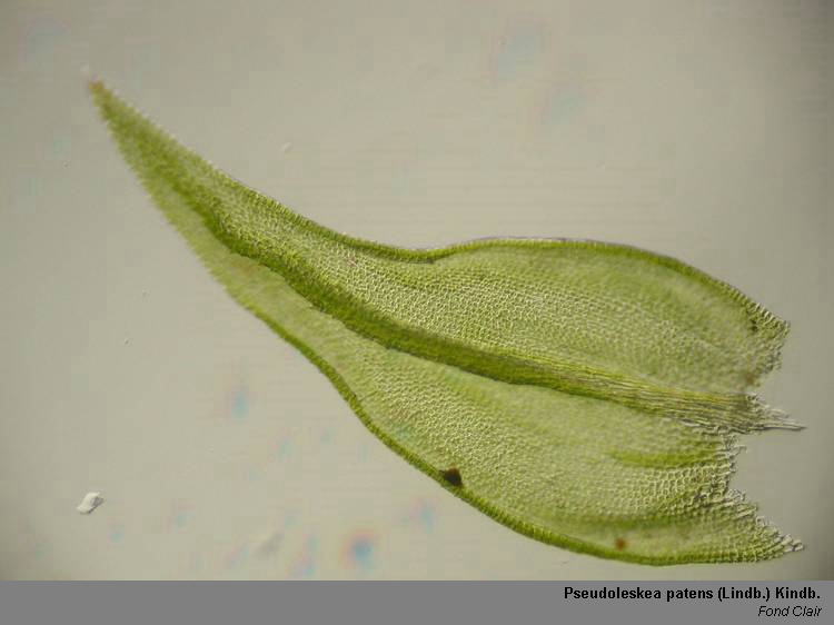 Pseudoleskea patens (Lindb.) Kindb. #42934
