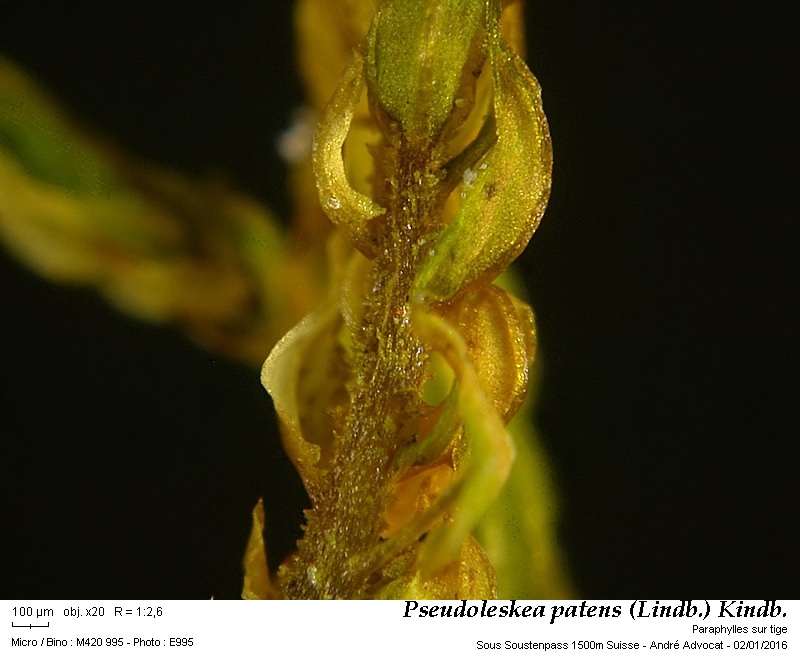 Pseudoleskea patens (Lindb.) Kindb. #43106