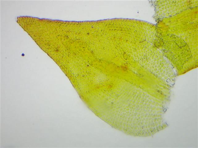 Pseudoleskeella catenulata (Brid. ex Schrad.) Kindb. #61119