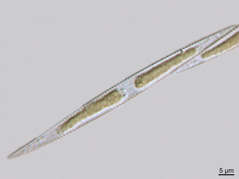 Pseudo-nitzschia pungens (Grunow ex Cleve) 1897 Hasle, 1965 #47967