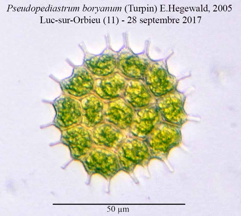 Pseudopediastrum boryanum #51730