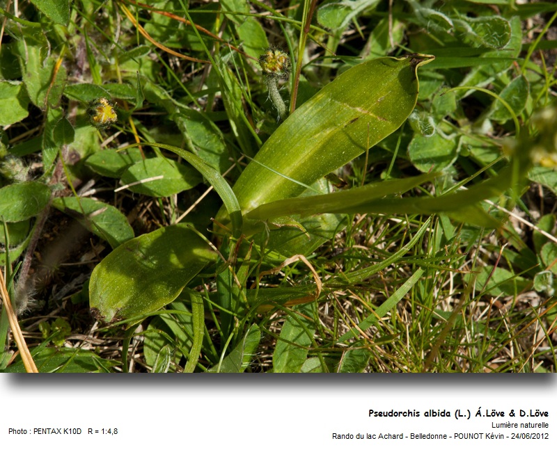 Pseudorchis albida (L.) Á.Löve & D.Löve #27534