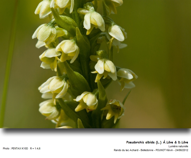 Pseudorchis albida (L.) Á.Löve & D.Löve #27533