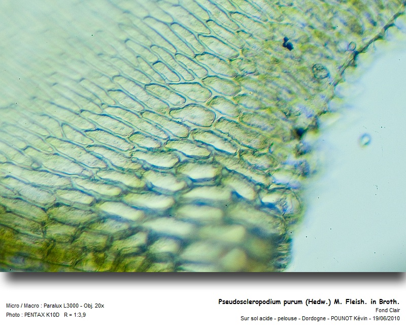 Pseudoscleropodium purum Hedw. #16626