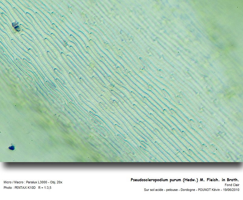 Pseudoscleropodium purum Hedw. #16625