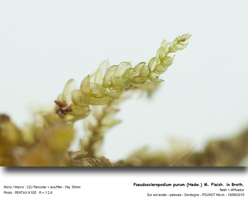 Pseudoscleropodium purum Hedw. #16623