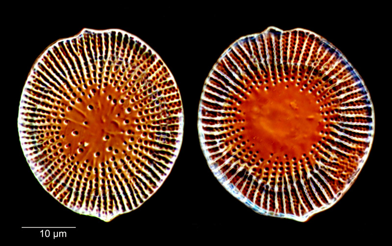 Pseudostictodiscus picus #81631