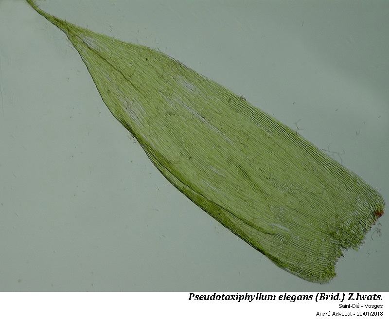 Pseudotaxiphyllum elegans (Brid.) Z.Iwats. #53330