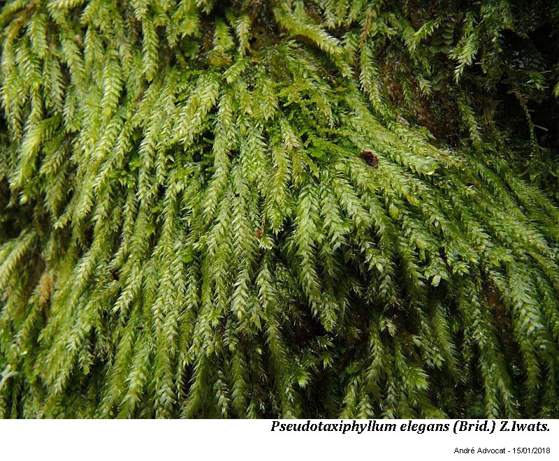 Pseudotaxiphyllum elegans (Brid.) Z.Iwats. #53325