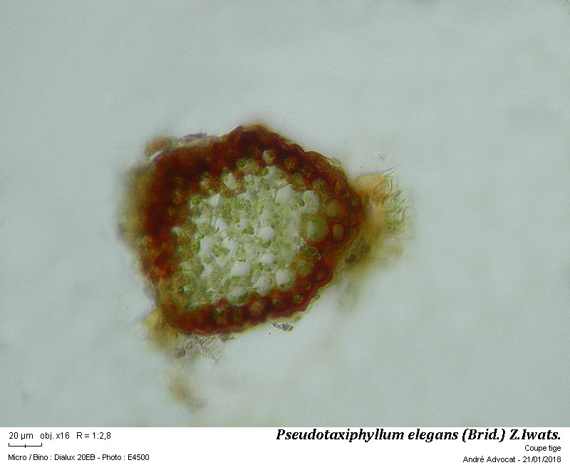 Pseudotaxiphyllum elegans (Brid.) Z.Iwats. #53340