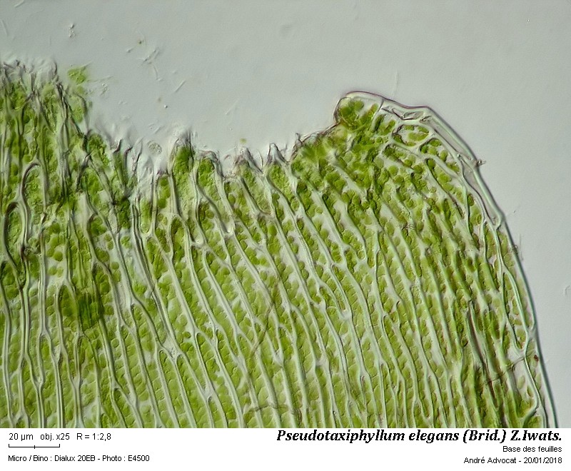 Pseudotaxiphyllum elegans (Brid.) Z.Iwats. #53338