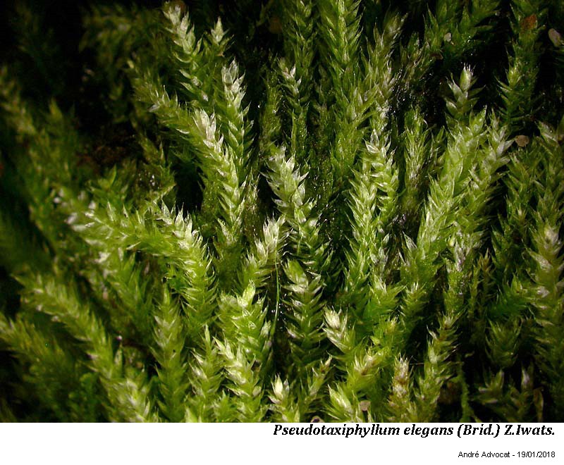 Pseudotaxiphyllum elegans (Brid.) Z.Iwats. #53329