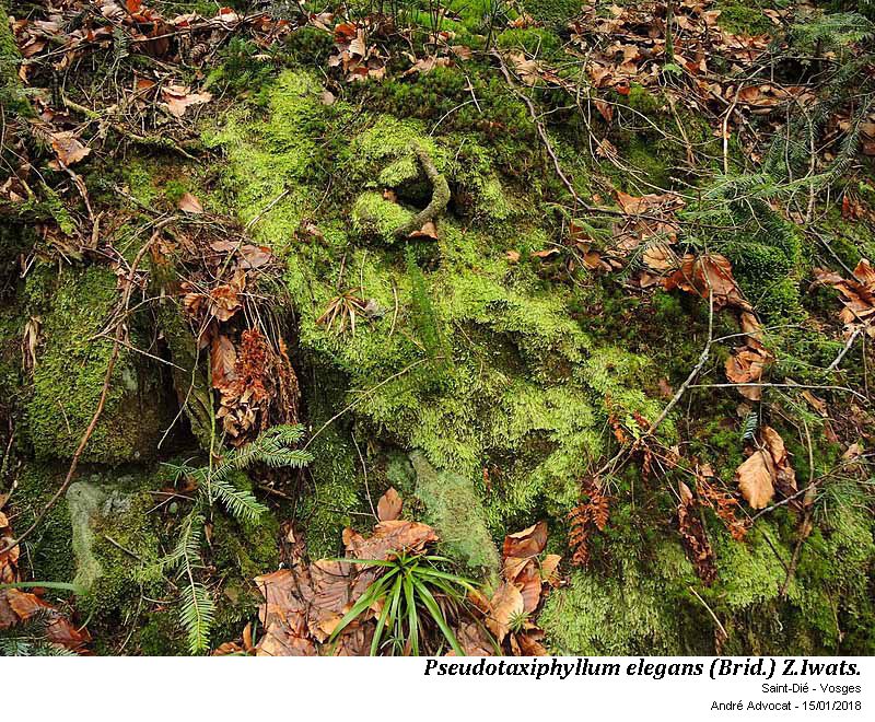 Pseudotaxiphyllum elegans (Brid.) Z.Iwats. #53324