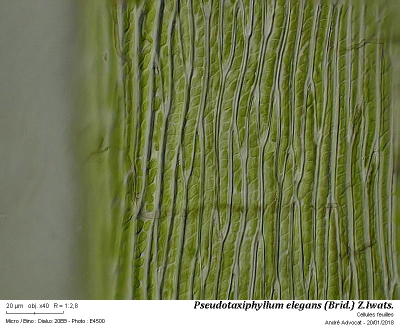 Pseudotaxiphyllum elegans (Brid.) Z.Iwats. #53337