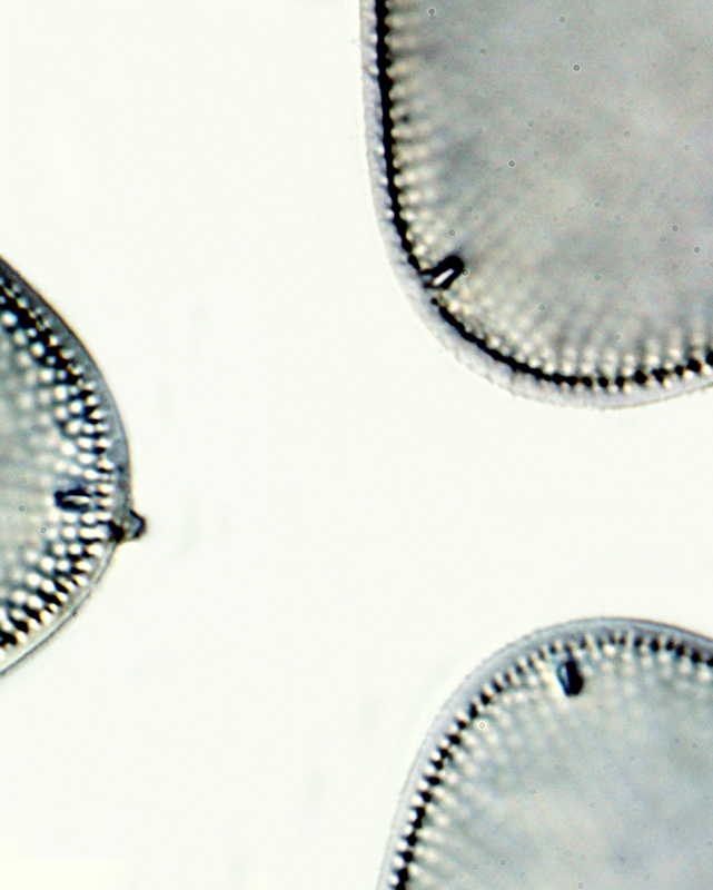 Pseudotriceratium fallax Grunow #36252