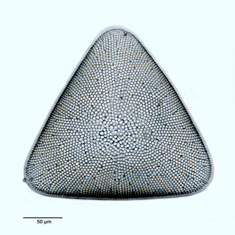 Pseudotriceratium fallax Grunow #36210