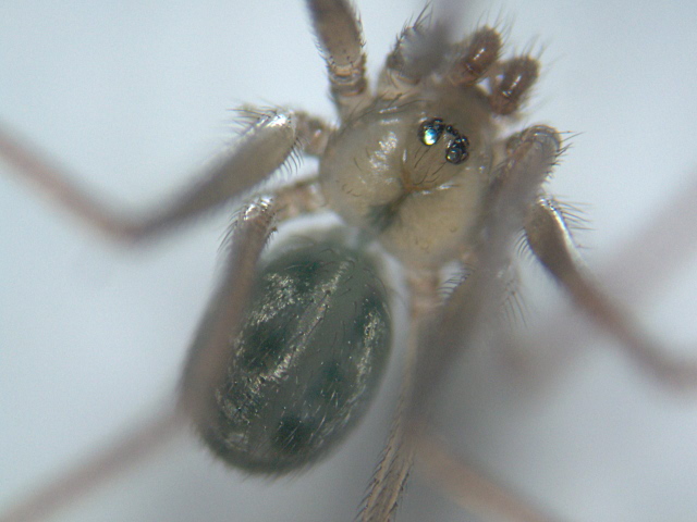 Psilochorus simoni - Pholcidae #4761