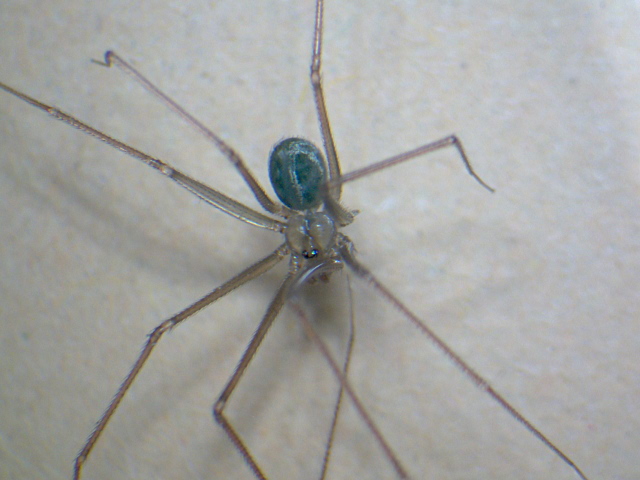 Psilochorus simoni - Pholcidae #4759
