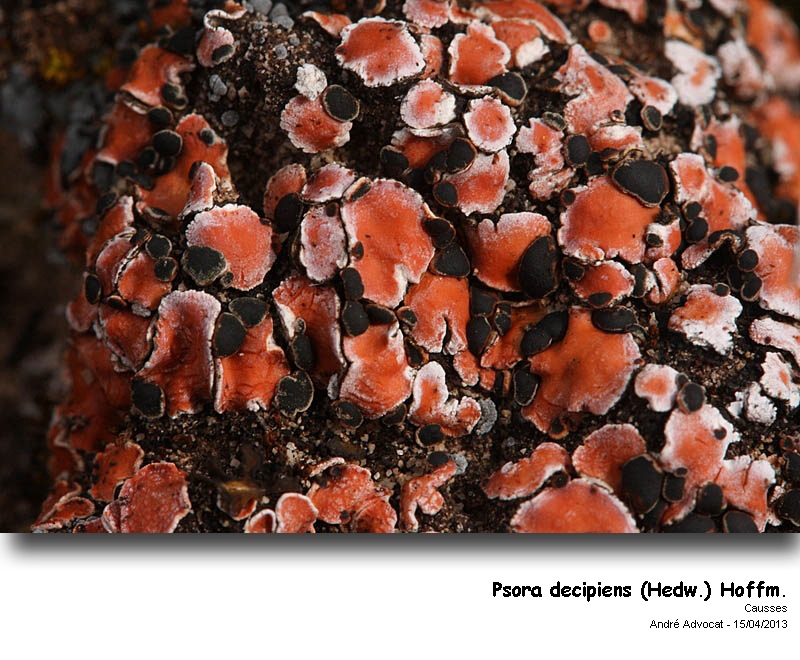 Psora decipiens (Hedw.) Hoffm. #30770