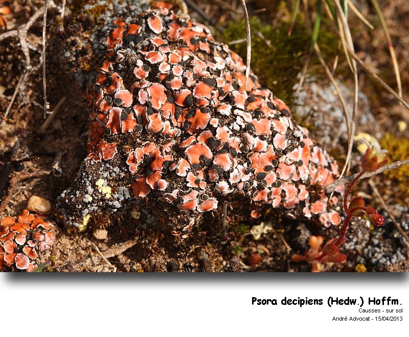 Psora decipiens (Hedw.) Hoffm. #30769