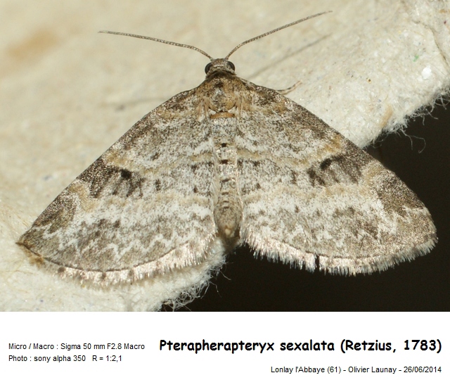 Pterapherapteryx sexalata (Retzius, 1783) #44031