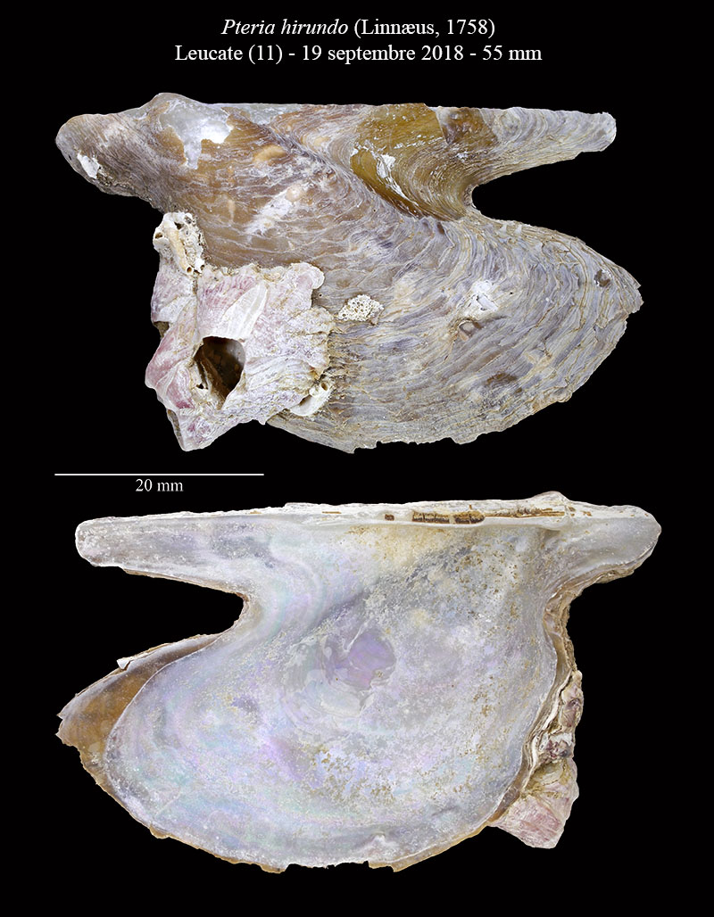 Pteria hirundo #62666