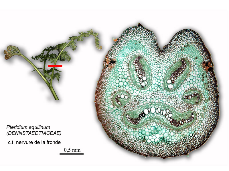 Pteridium aquilinum, histologie. #16058