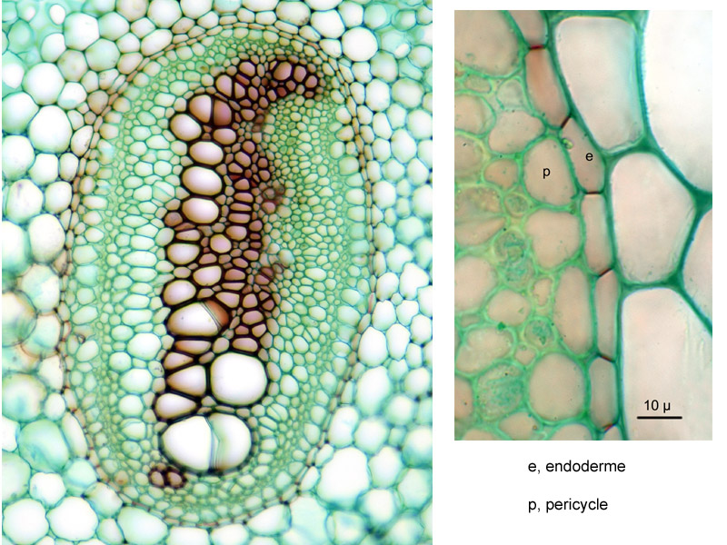 Pteridium aquilinum, histologie. #16062