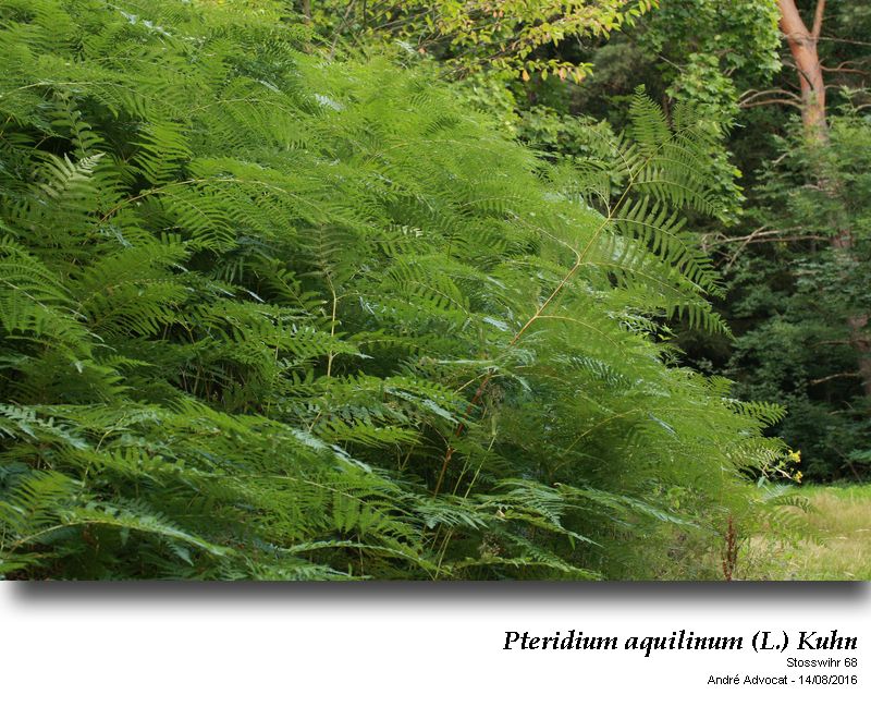 Pteridium aquilinum (L.) Kuhn ( Fougère - aigle ) #46491