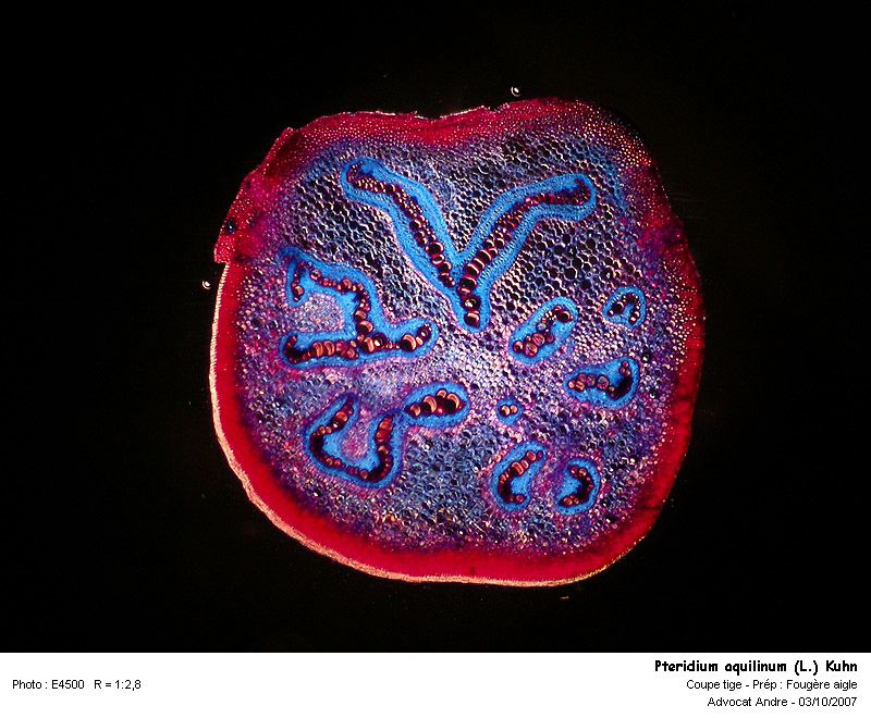Pteridium aquilinum (L.) Kuhn ( Fougère - aigle ) #46500