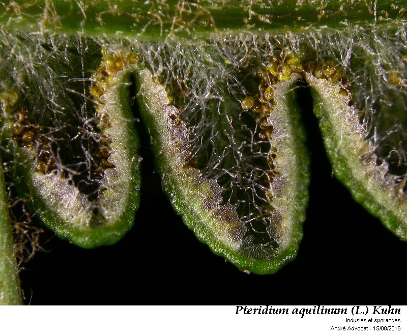 Pteridium aquilinum (L.) Kuhn ( Fougère - aigle ) #46495