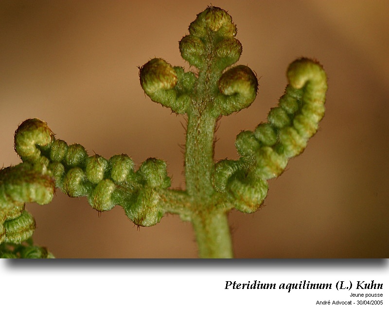 Pteridium aquilinum (L.) Kuhn ( Fougère - aigle ) #46498