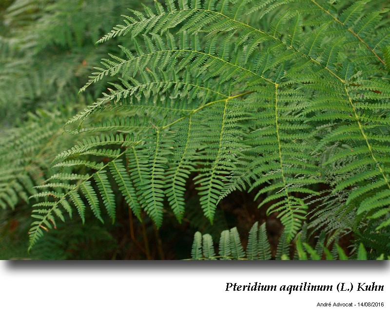 Pteridium aquilinum (L.) Kuhn ( Fougère - aigle ) #46493