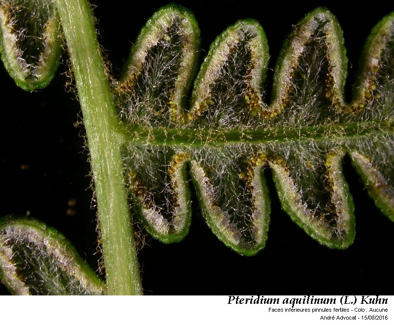 Pteridium aquilinum (L.) Kuhn ( Fougère - aigle ) #46494