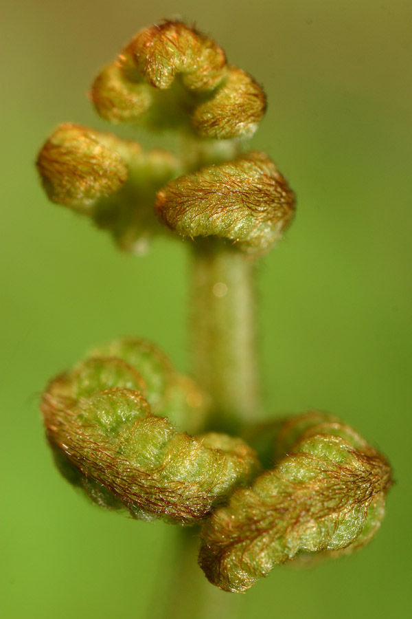 Pteridium aquilinum (L.) Kuhn ( Fougère - aigle ) #46496