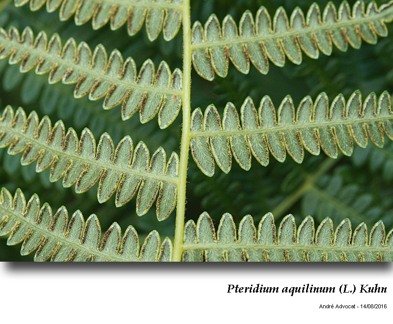Pteridium aquilinum (L.) Kuhn ( Fougère - aigle ) #46492
