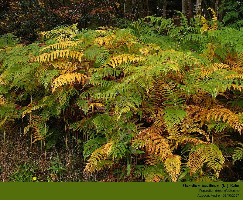 Pteridium aquilinum (L.) Kuhn ( Fougère - aigle ) #46499