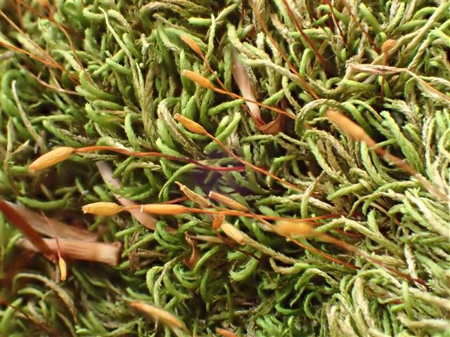 Pterigynandrum filiforme Hedw. #61220