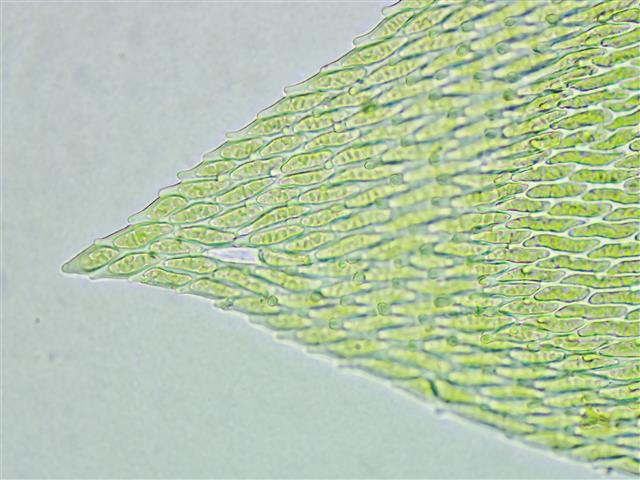 Pterigynandrum filiforme Hedw. #61222