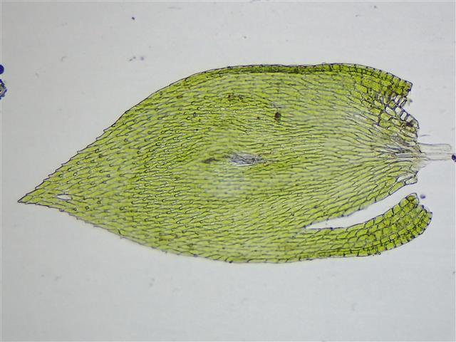 Pterigynandrum filiforme Hedw. #61221
