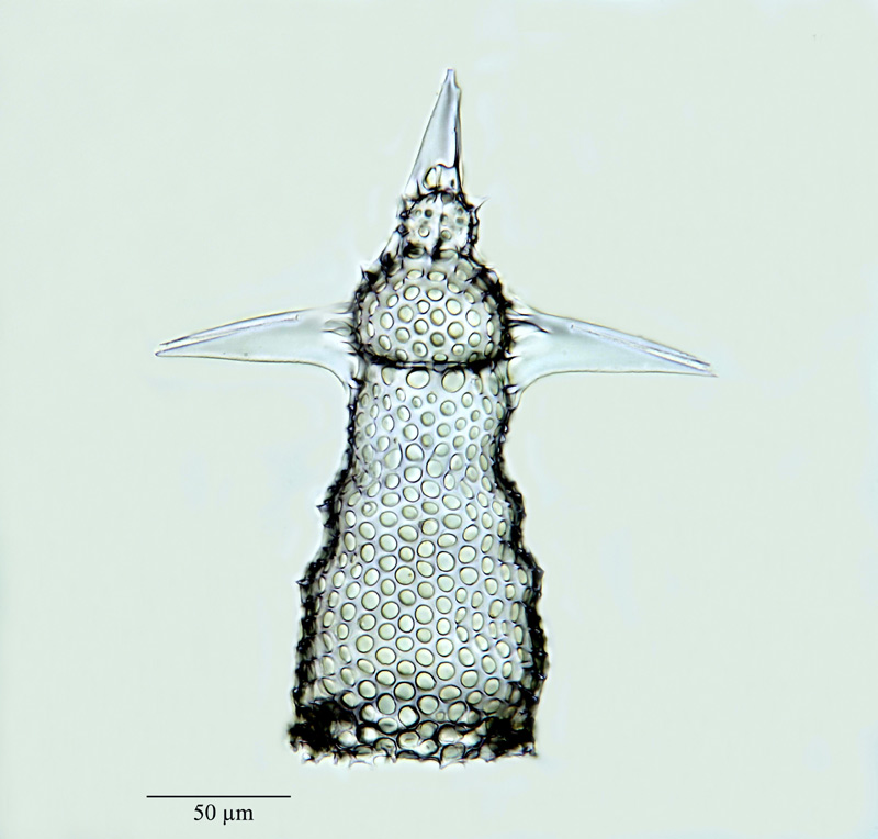 Pterocorys melitta (Ehr.) Haeckel 1887 #20926