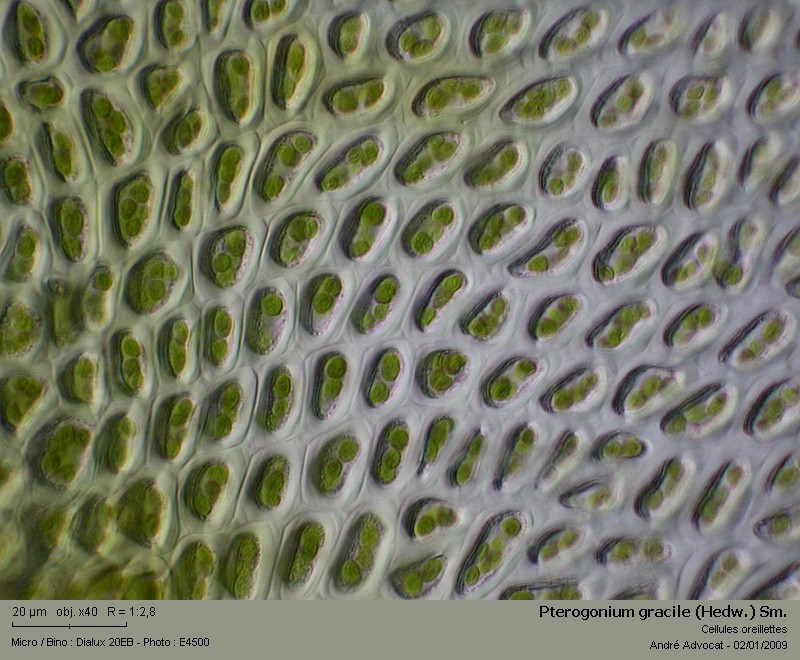 Pterogonium gracile (Hedw.) Sm. #7573